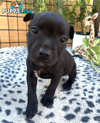 11 English Staffy Puppies-The Love Police - Gorgeous Parents made Pretty Pups