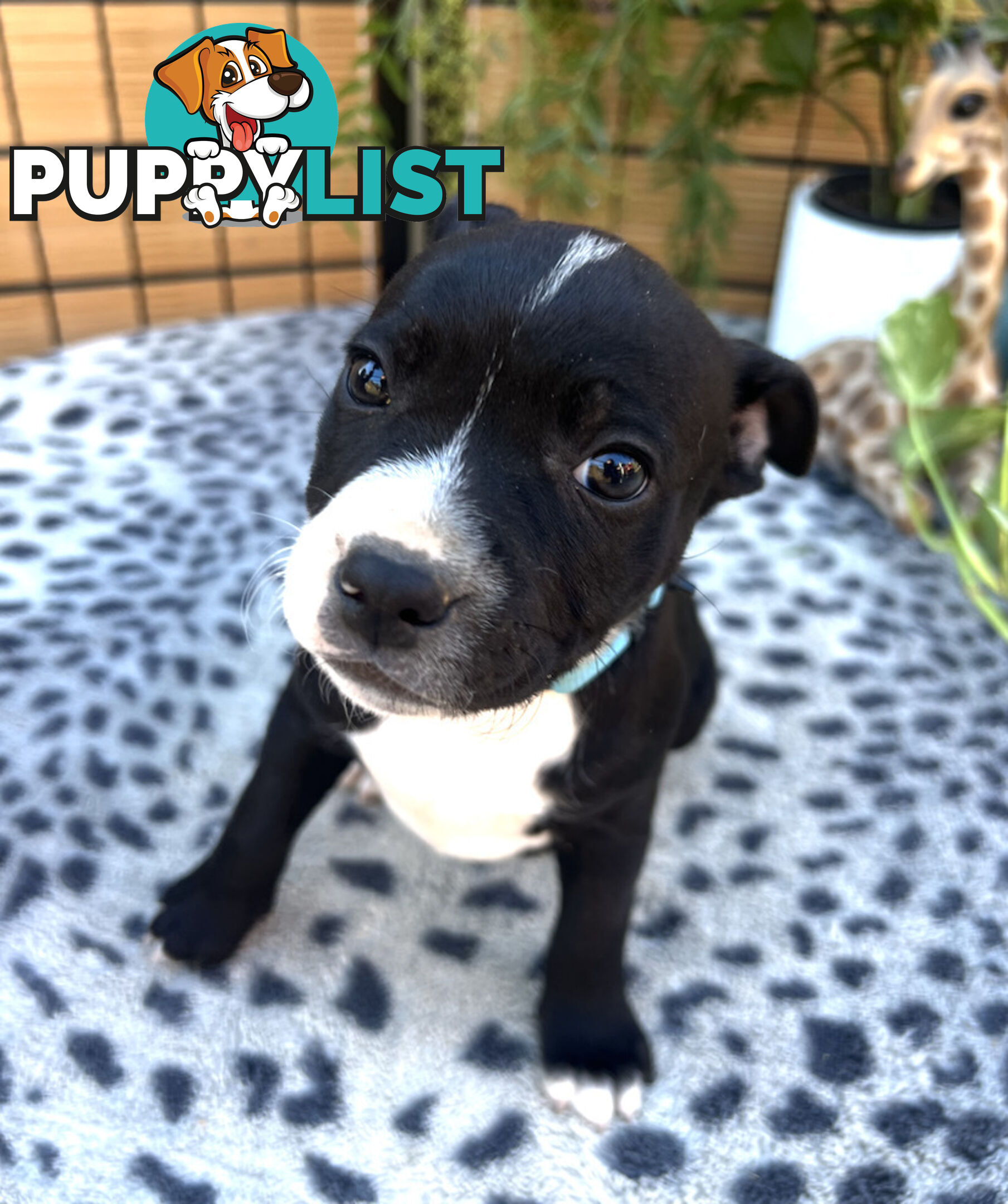 11 English Staffy Puppies-The Love Police - Gorgeous Parents made Pretty Pups
