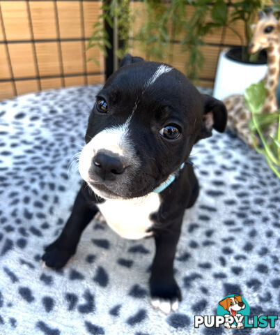 11 English Staffy Puppies-The Love Police - Gorgeous Parents made Pretty Pups