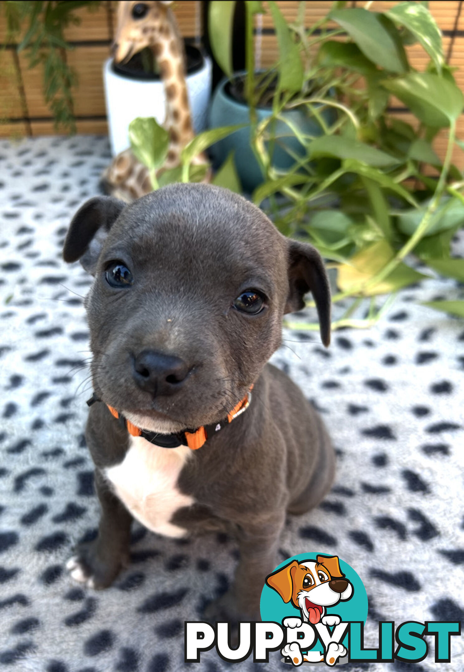 11 English Staffy Puppies-The Love Police - Gorgeous Parents made Pretty Pups