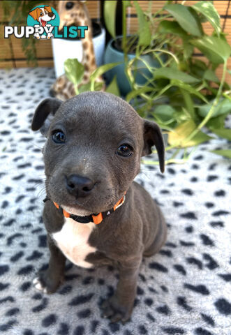 11 English Staffy Puppies- The Love Police - Gorgeous Parents made Pretty Pups
