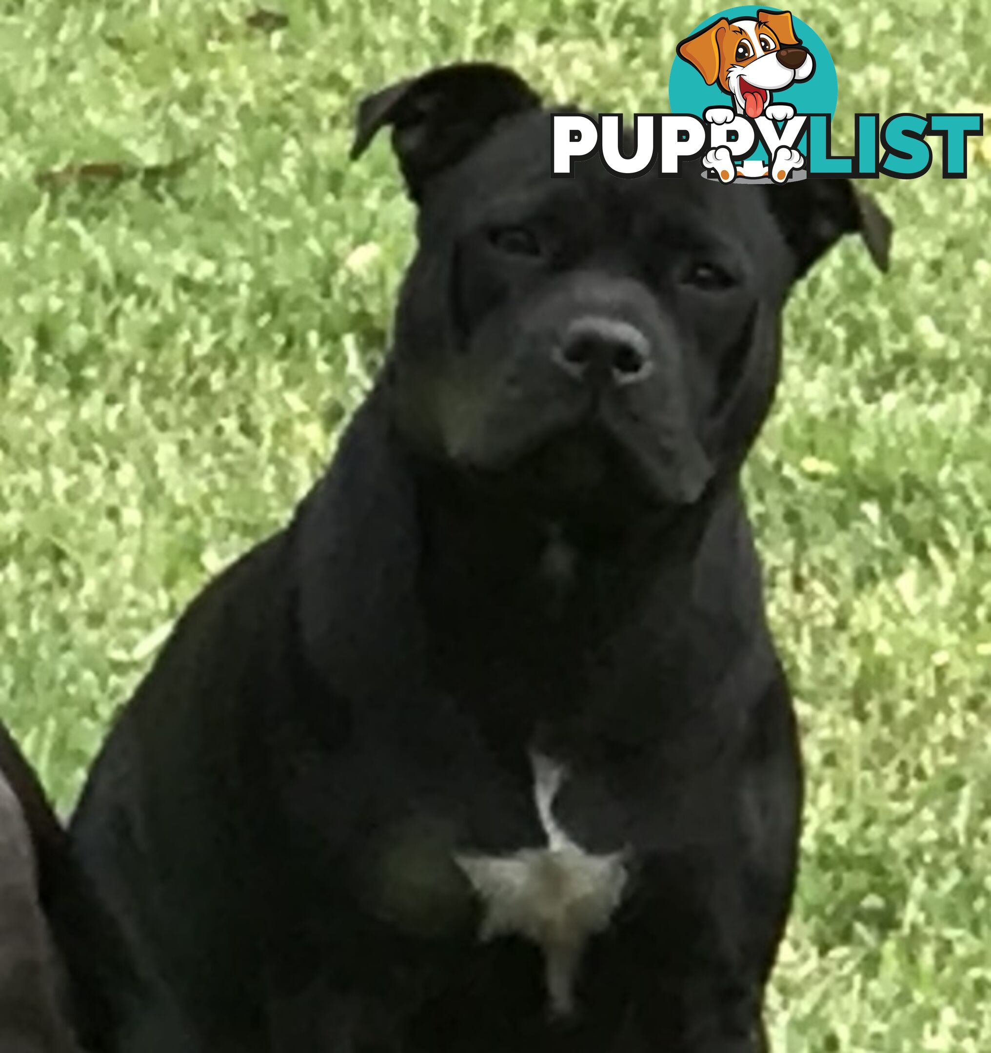 Pure Bred English Staffy Puppies-The Love Police - Gorgeous Parents