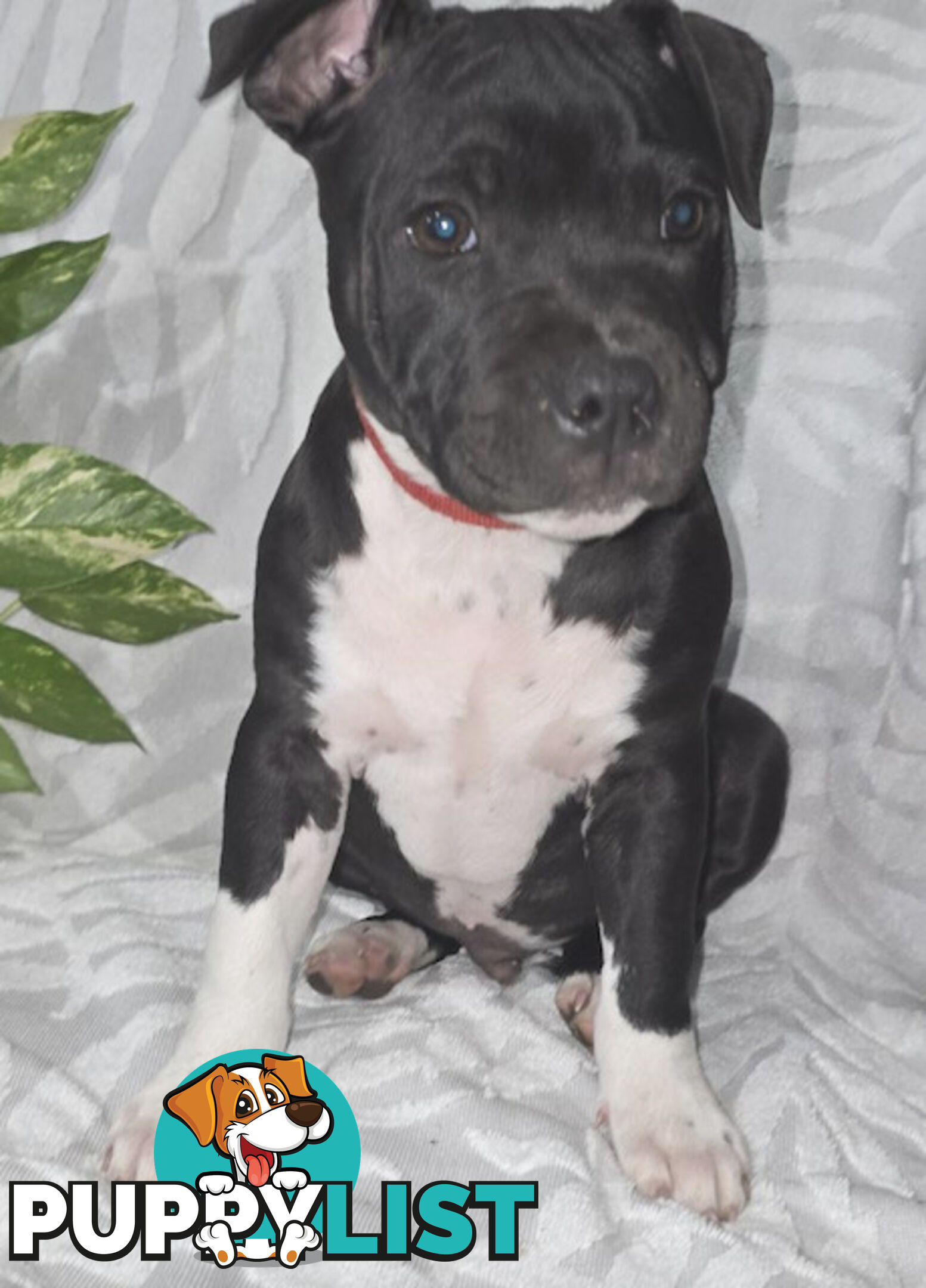 Pure Bred English Staffy Pups-Victoria