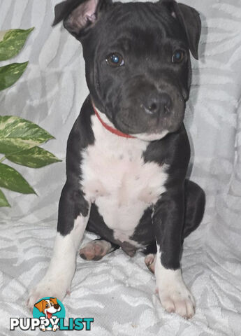Pure Bred English Staffy Pups-Victoria