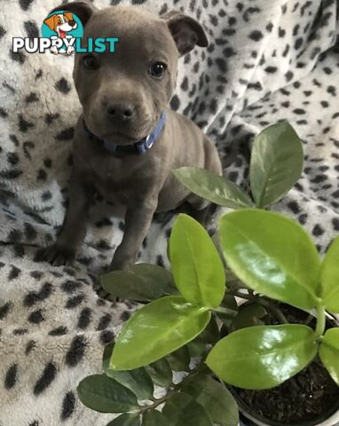 Pure Bred English Staffy Puppies-The Love Police - Gorgeous Parents