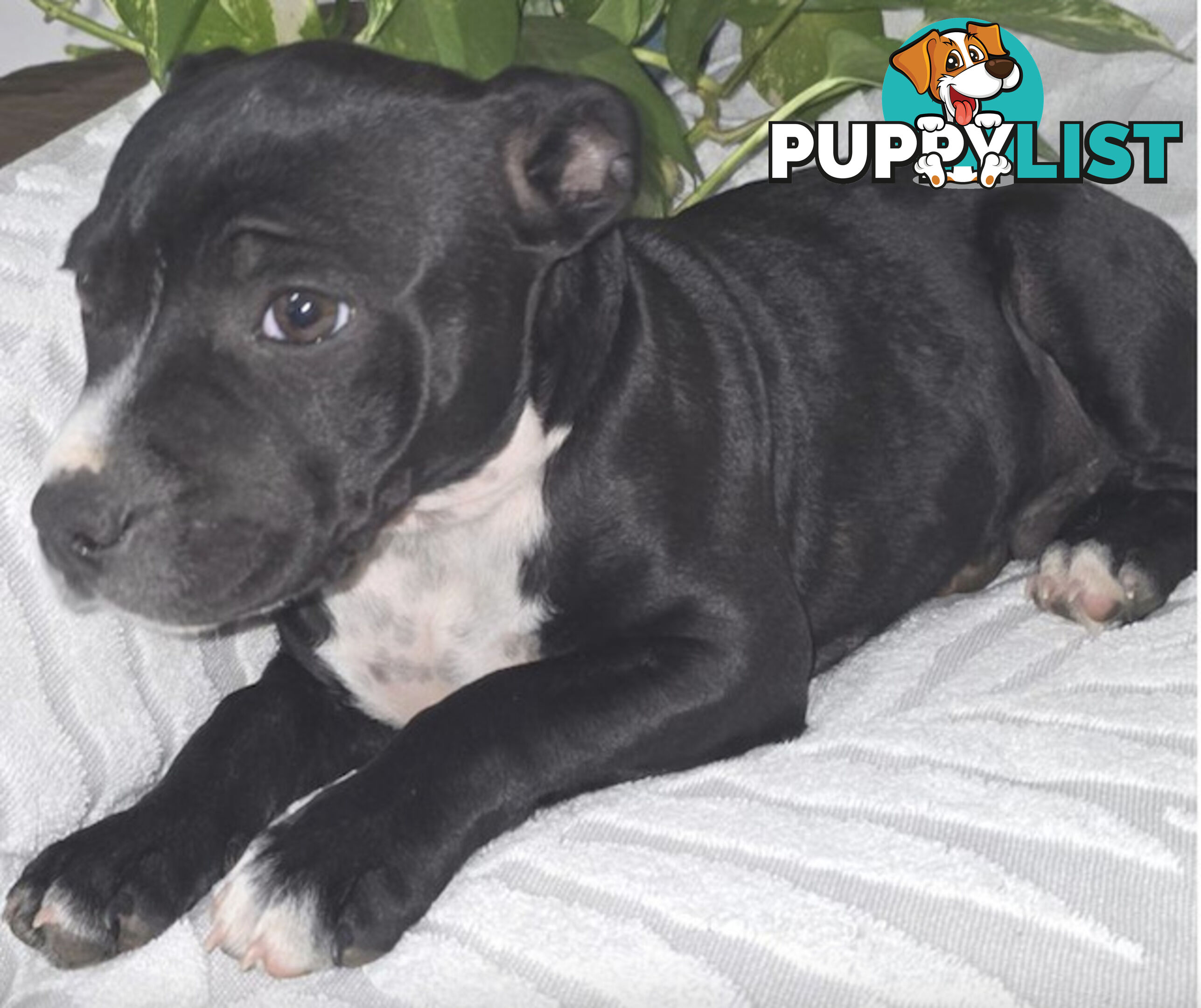 Pure Bred English Staffy Pups-Victoria