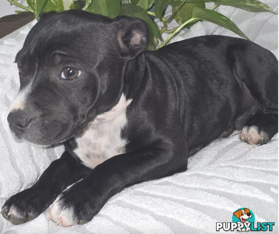 Pure Bred English Staffy Pups-Victoria