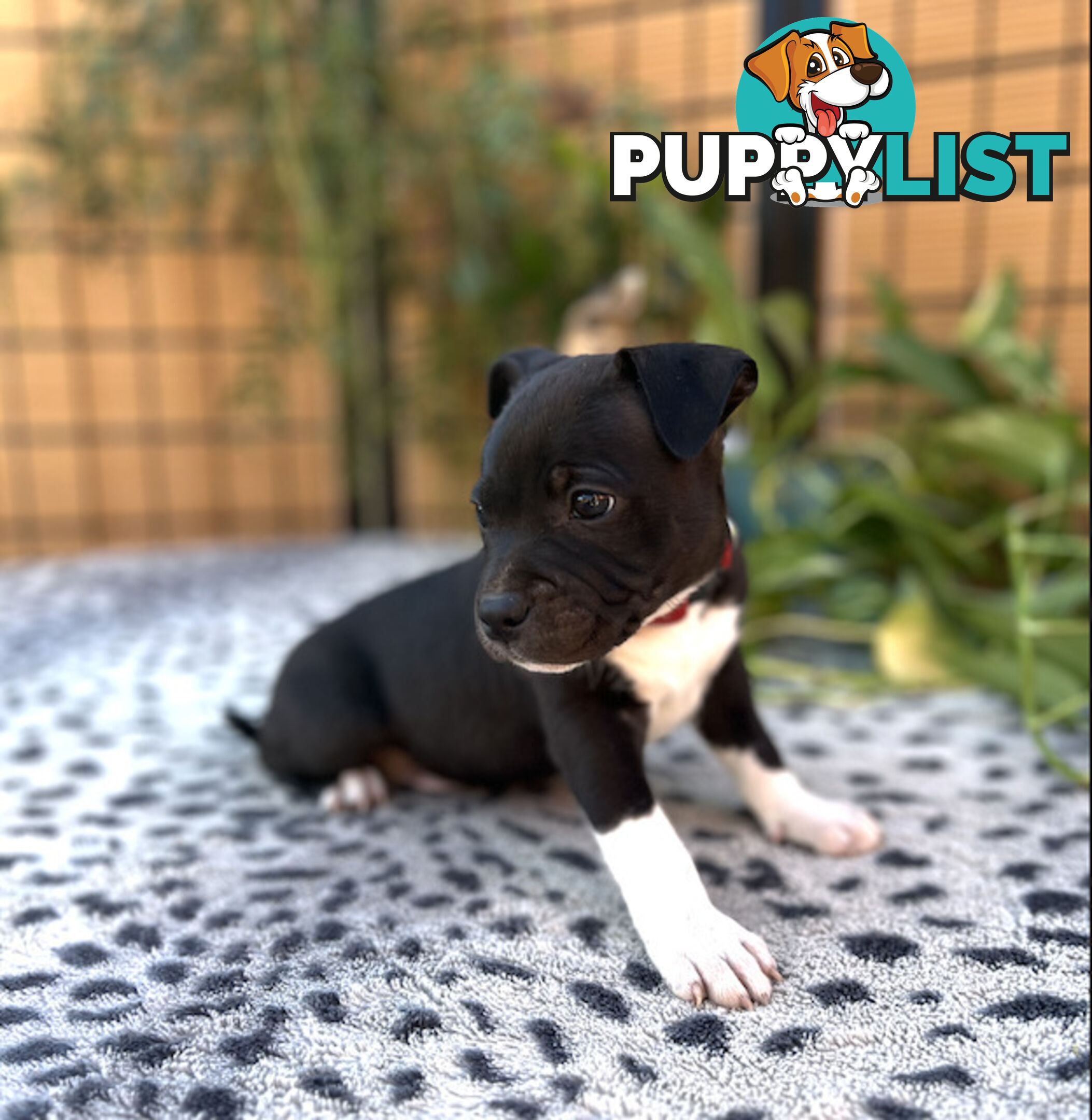 11 English Staffy Puppies-The Love Police - Gorgeous Parents made Pretty Pups