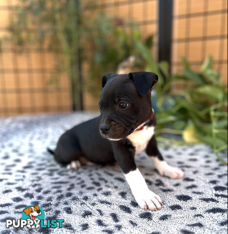 11 English Staffy Puppies- The Love Police - Gorgeous Parents made Pretty Pups