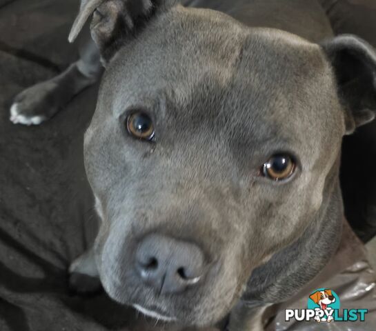 CANCER PATIENT MUST SELL 2 PUREBRED ENGLISH STAFFY PARENTS
