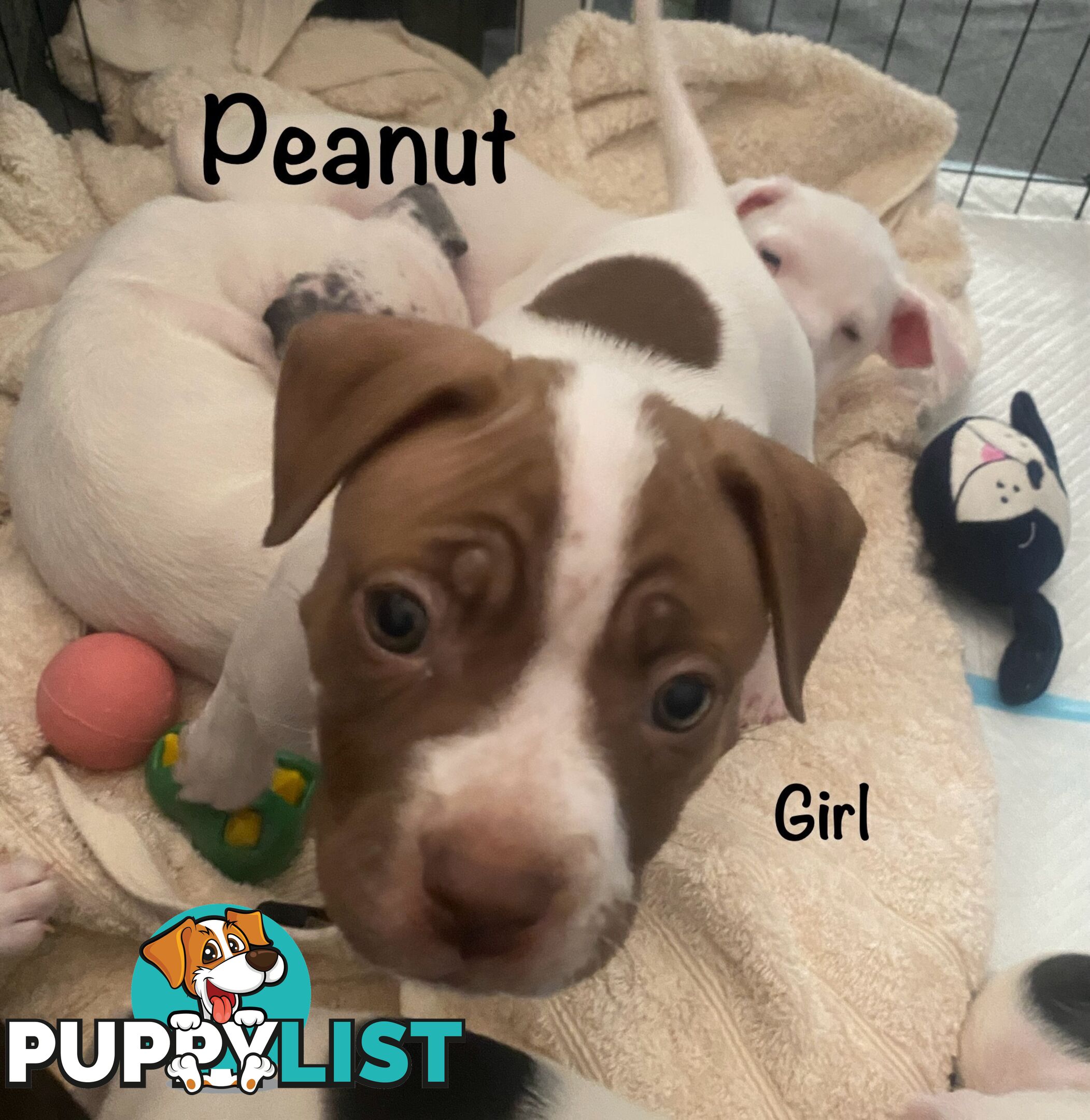 11 precious American Bulldog puppies