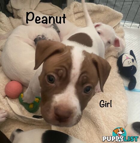11 precious American Bulldog puppies
