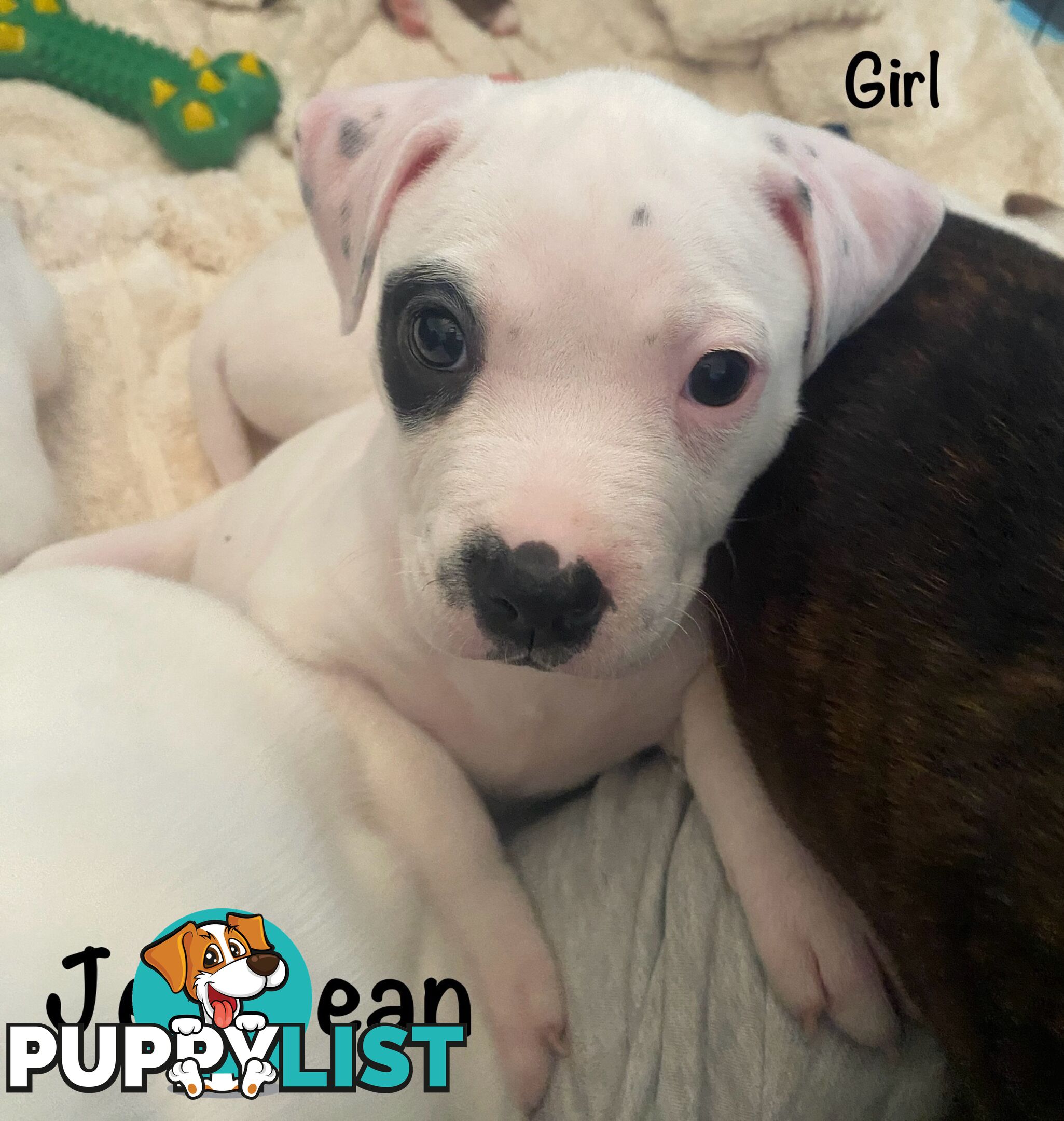 11 precious American Bulldog puppies