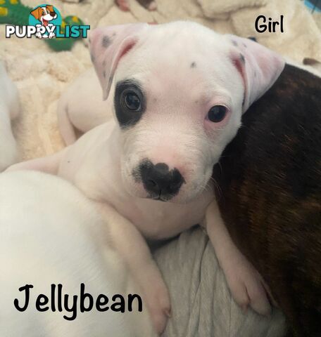 11 precious American Bulldog puppies