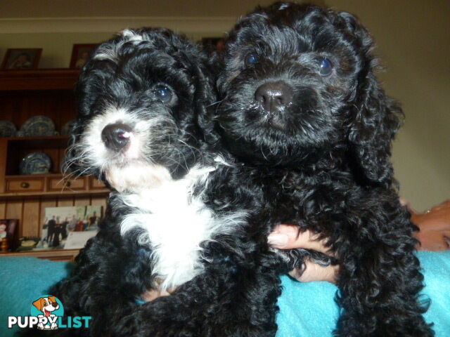 F1 Toy Cavoodle Puppies