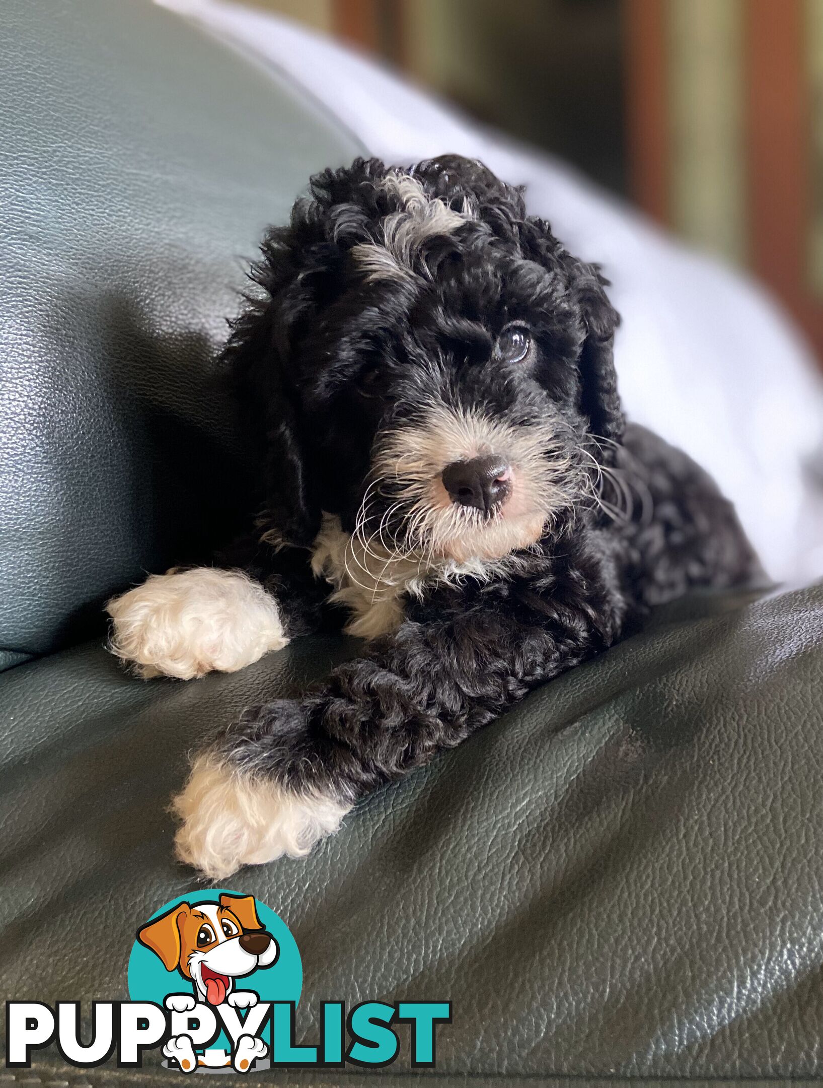 F1 Toy Cavoodle Puppies