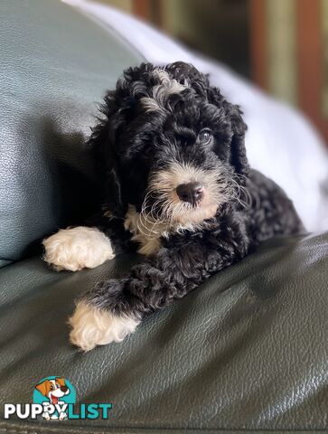 F1 Toy Cavoodle Puppies