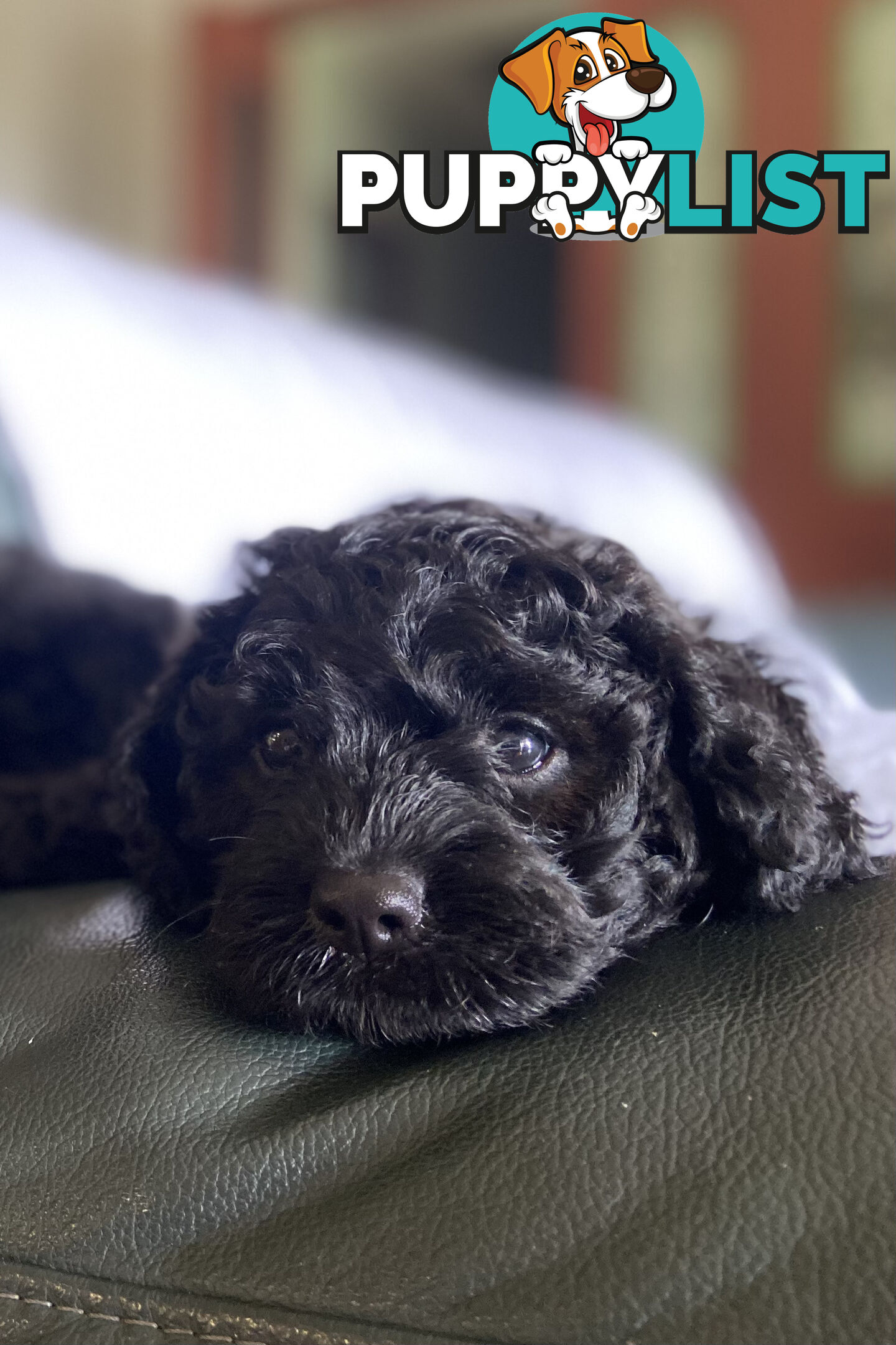 F1 Toy Cavoodle Puppies