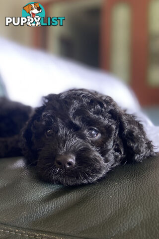 F1 Toy Cavoodle Puppies