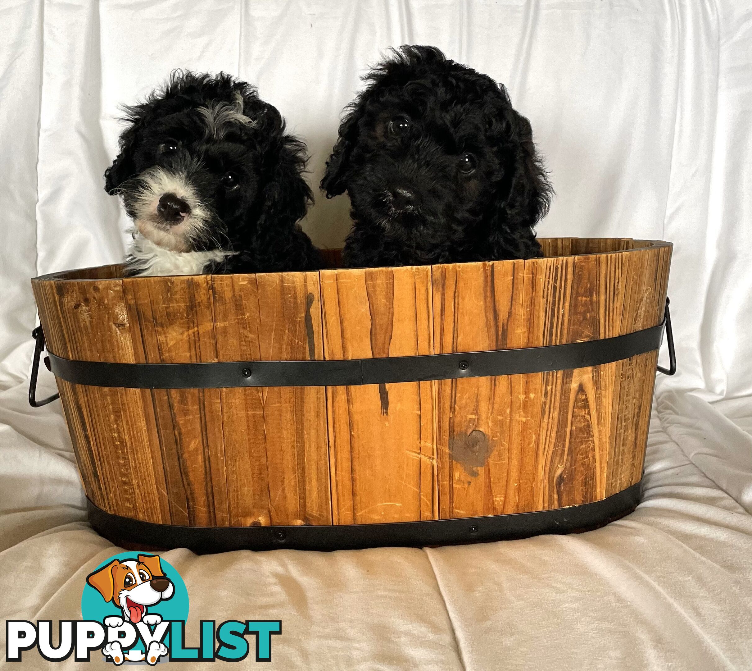 F1 Toy Cavoodle Puppies