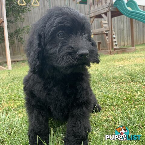 💙💙Labradoodle  Puppies💙💙.             READY NOW