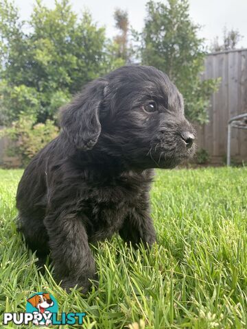 💙💙Labradoodle  Puppies💙💙.             READY NOW