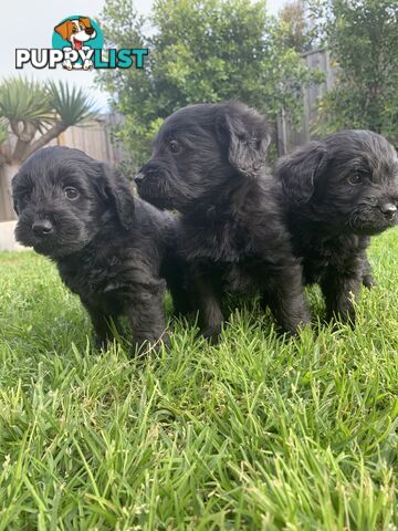 💙💙Labradoodle  Puppies💙💙.             READY NOW