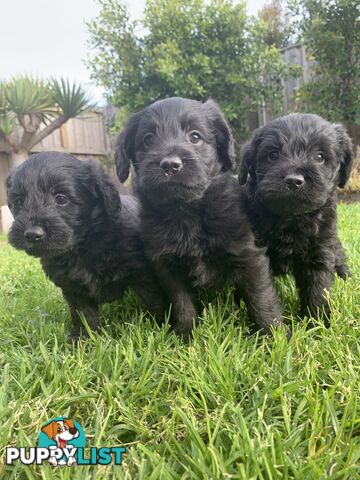 💙💙Labradoodle  Puppies💙💙.             READY NOW