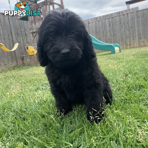 💙💙Labradoodle  Puppies💙💙.             READY NOW