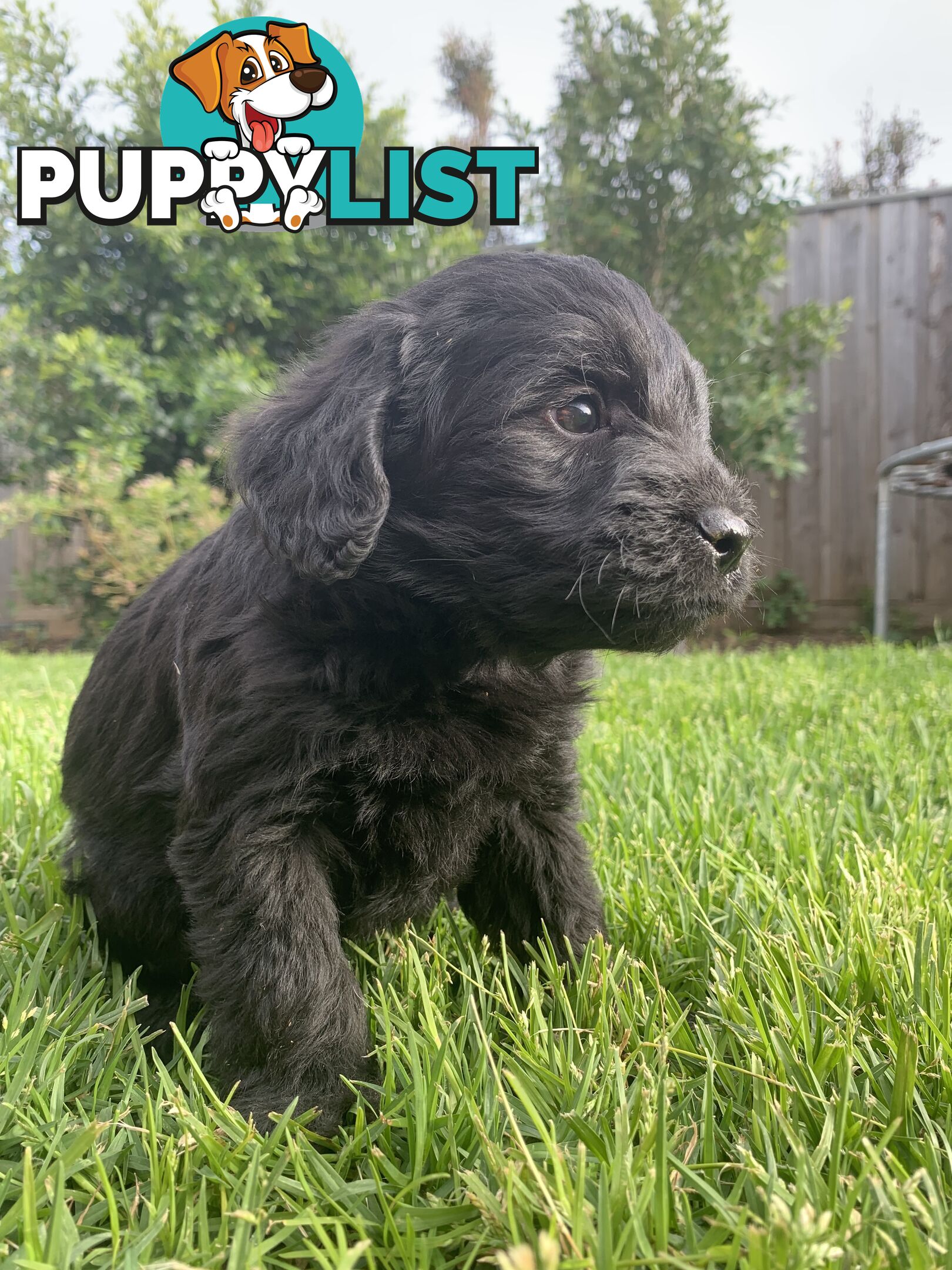 Labradoole puppies