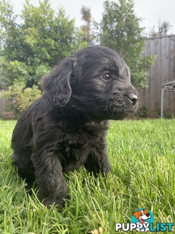 Labradoole puppies