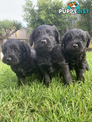 Labradoole puppies
