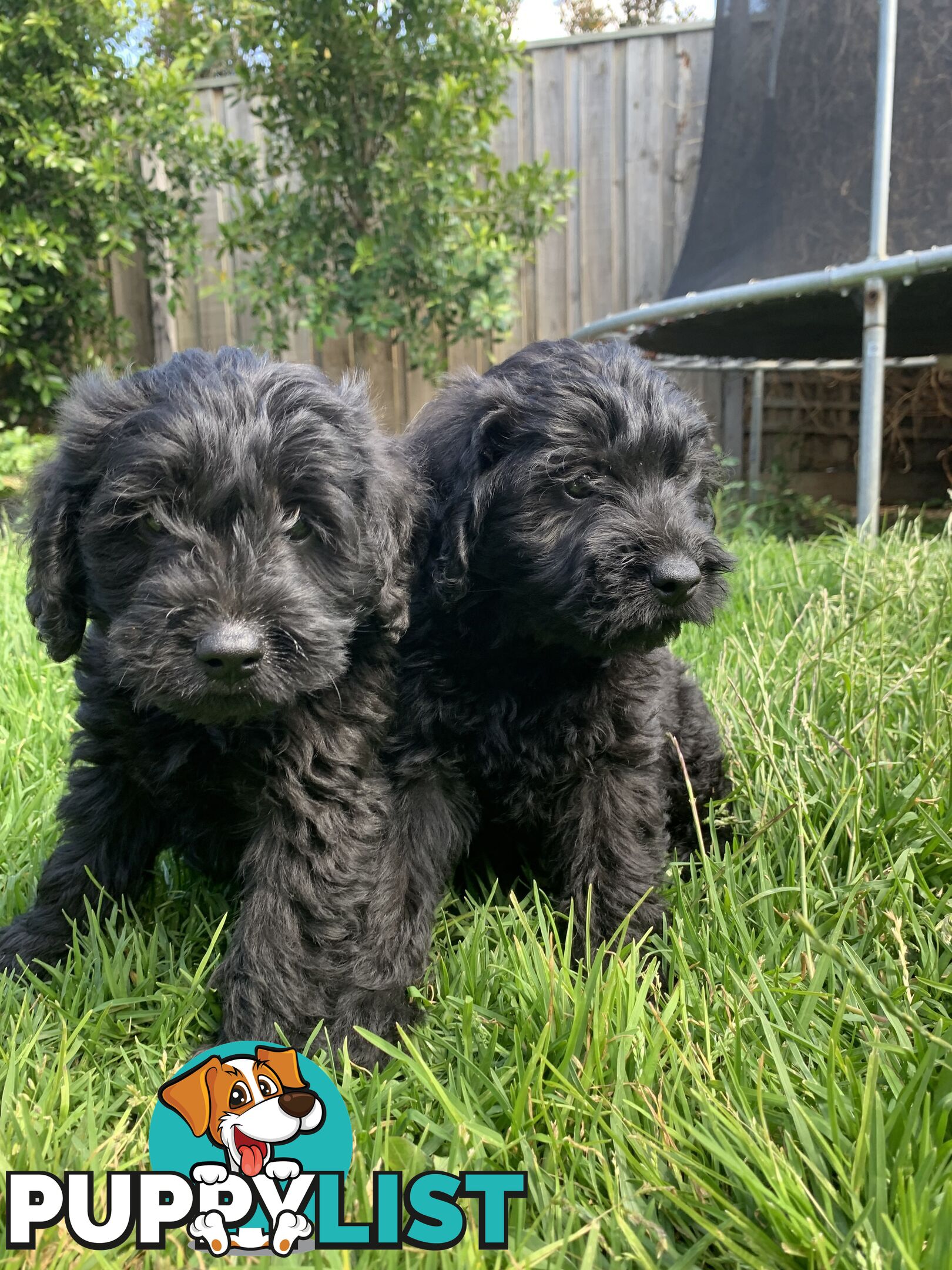 Labradoole puppies