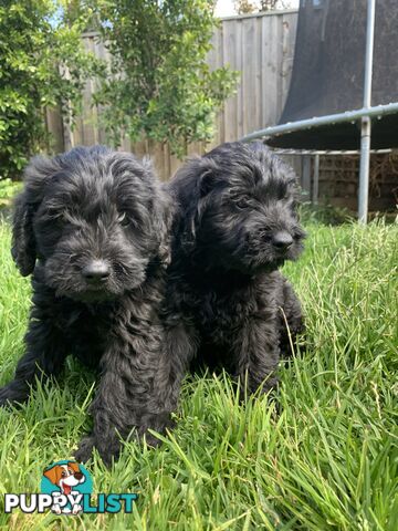 Labradoole puppies