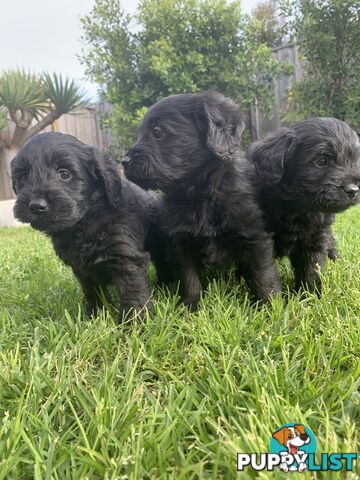 Labradoole puppies