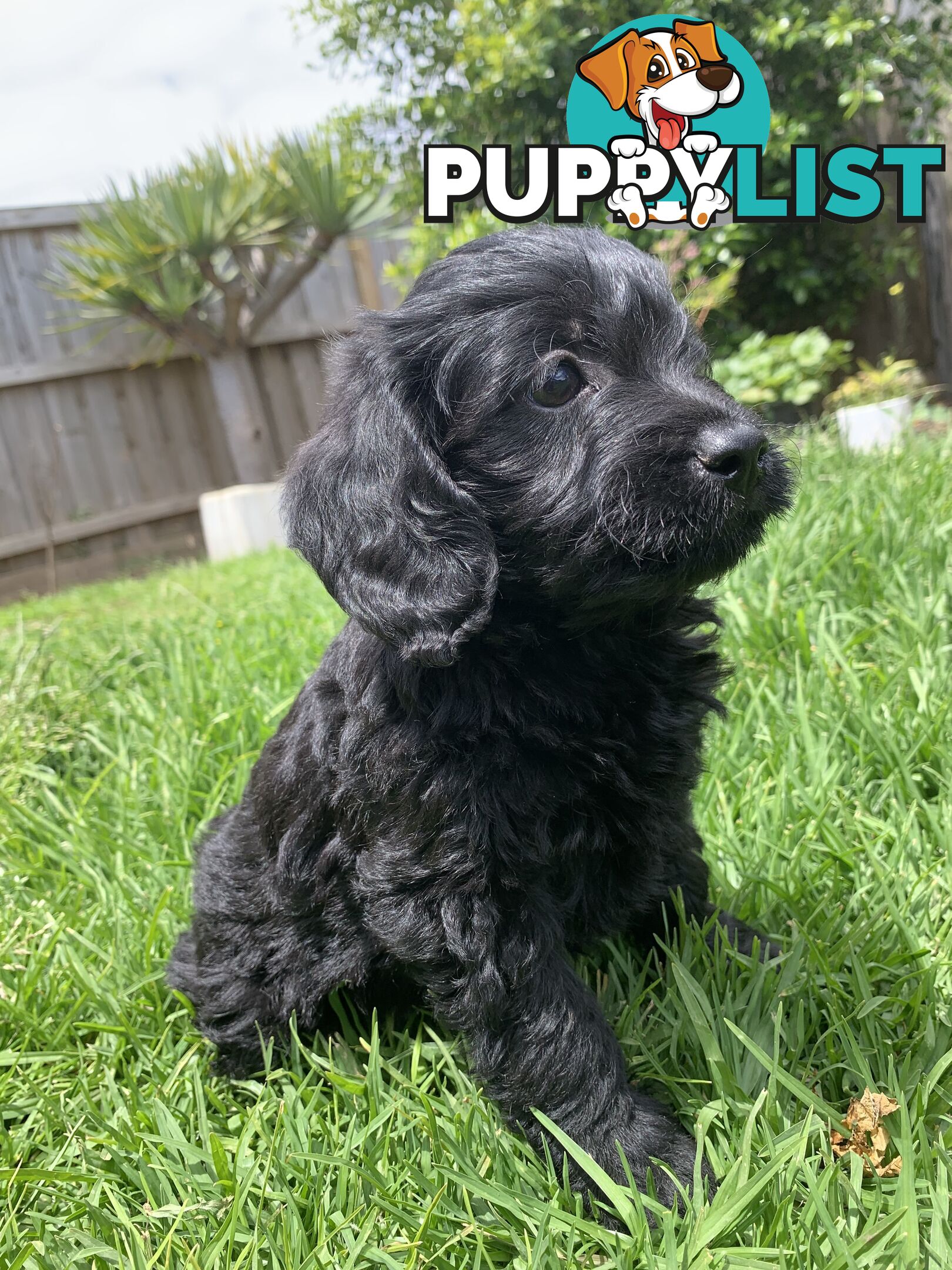 Labradoole puppies