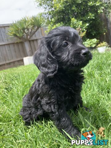 Labradoole puppies