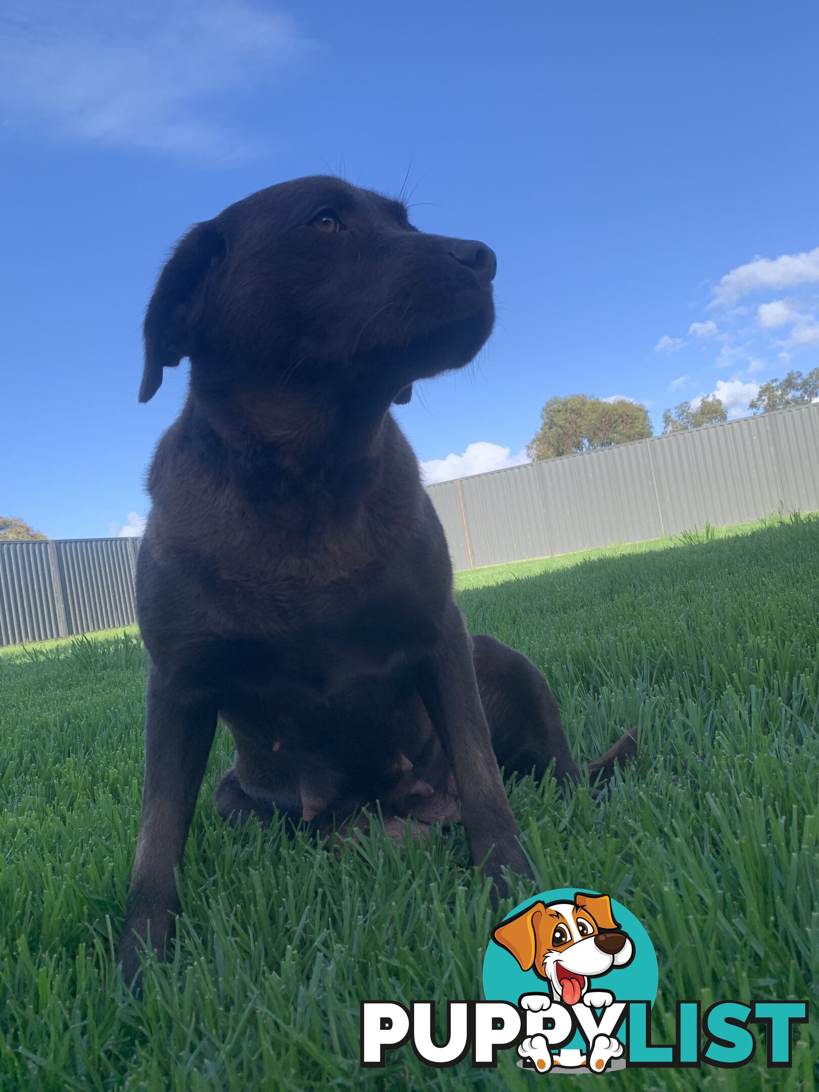 Labradoole puppies