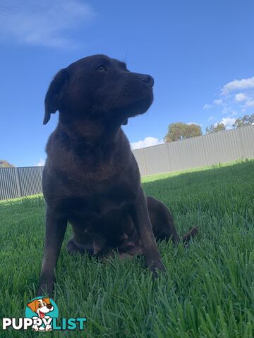 Labradoole puppies