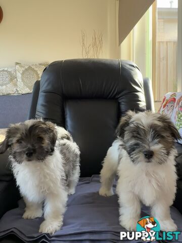 Maltese x Shih Tzu Puppies - 2 boys left!!!