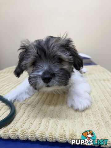 Maltese x Shih Tzu Puppy - 1 boy left!!!