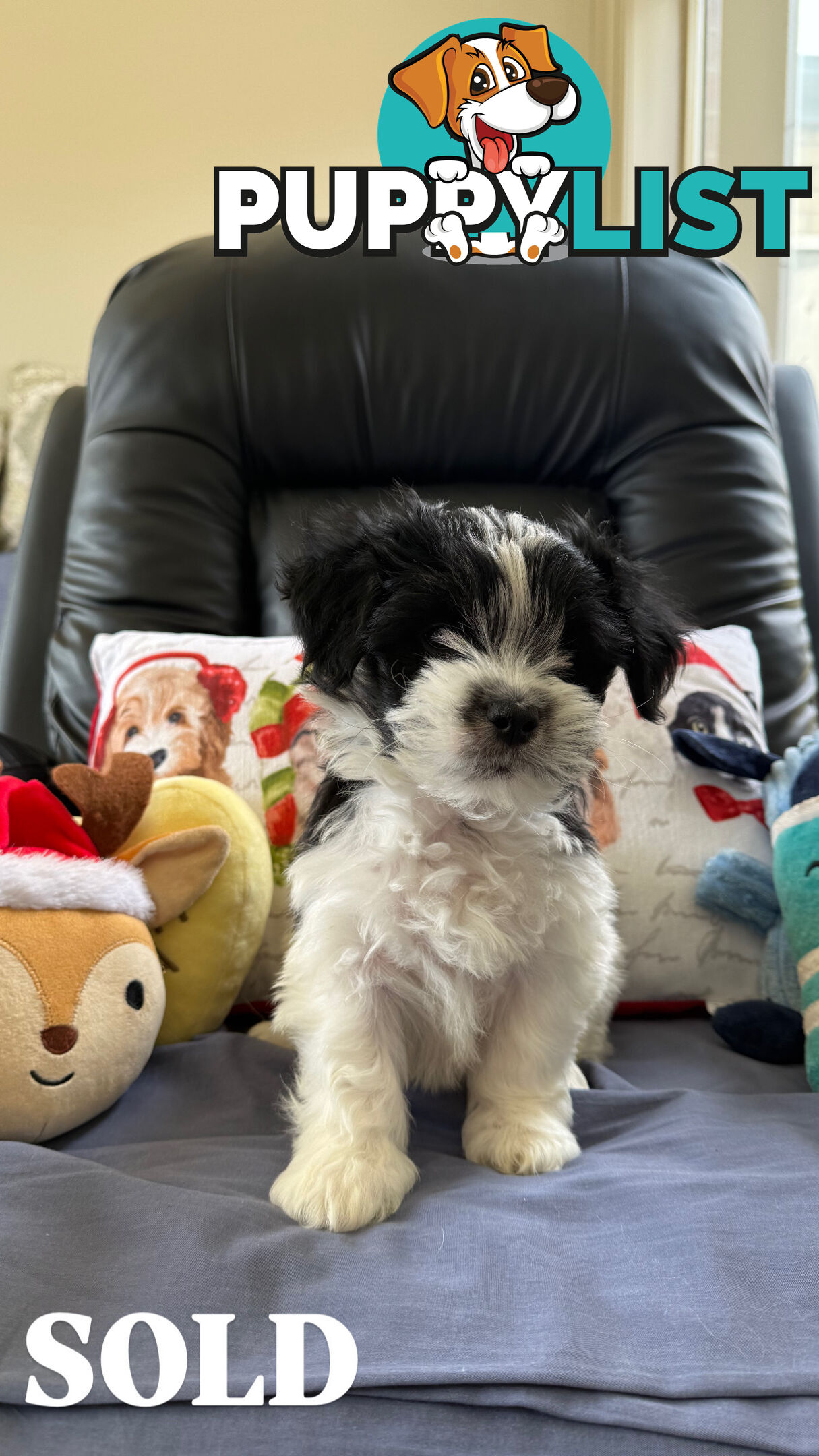 Maltese x Shih Tzu Puppies