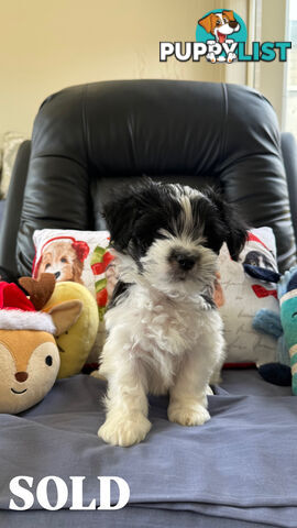 Maltese x Shih Tzu Puppies