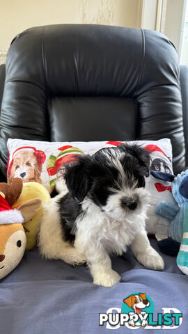 Maltese x Shih Tzu Puppies