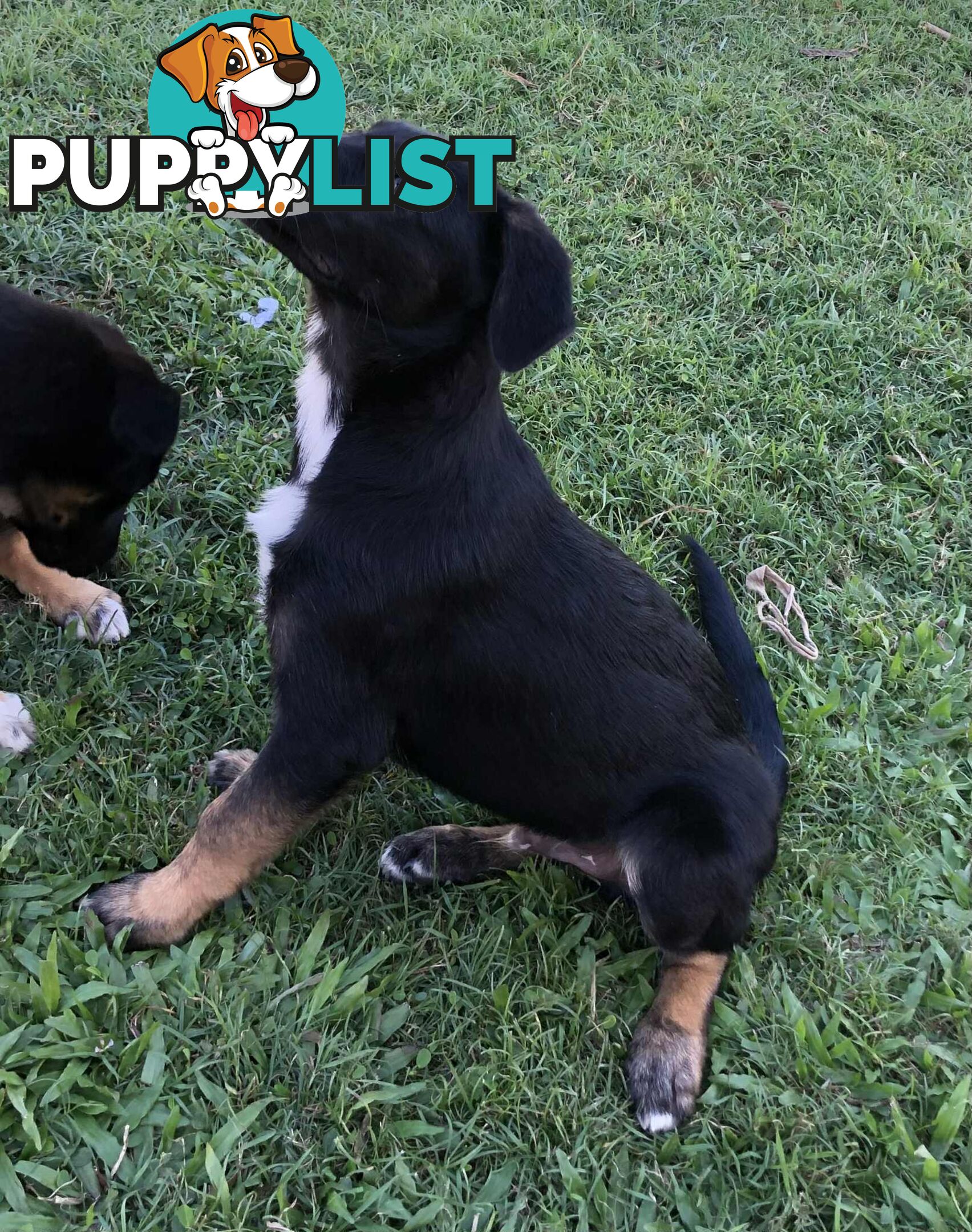 Border Collie x German Shepherd (Shollie) Puppy!