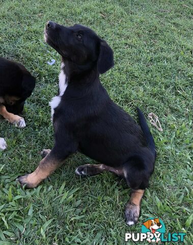 Border Collie x German Shepherd (Shollie) Puppy!