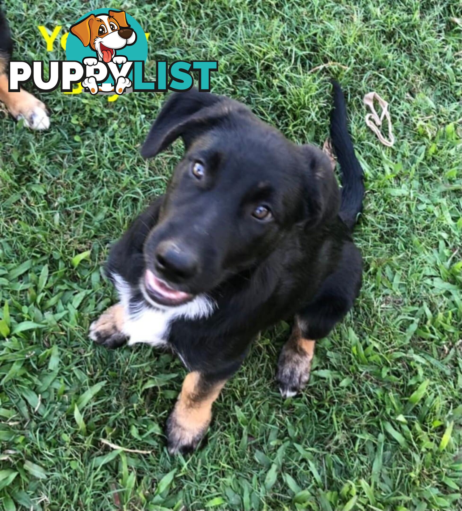 Border Collie x German Shepherd (Shollie) Puppy!