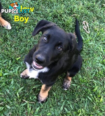 Border Collie x German Shepherd (Shollie) Puppy!