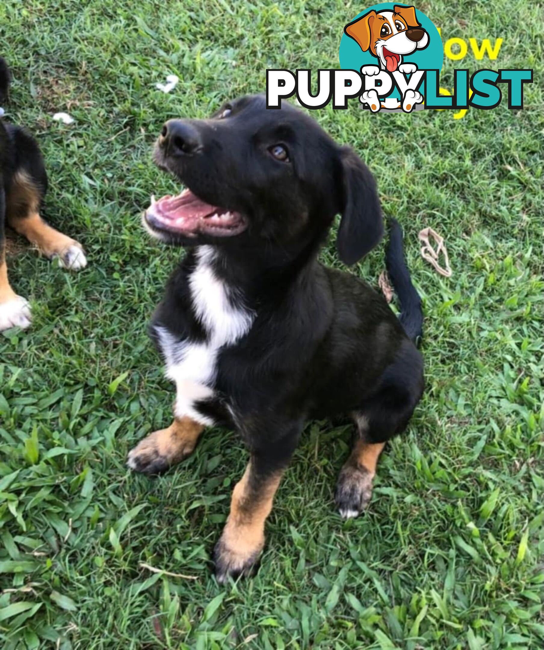 Border Collie x German Shepherd (Shollie) Puppy!