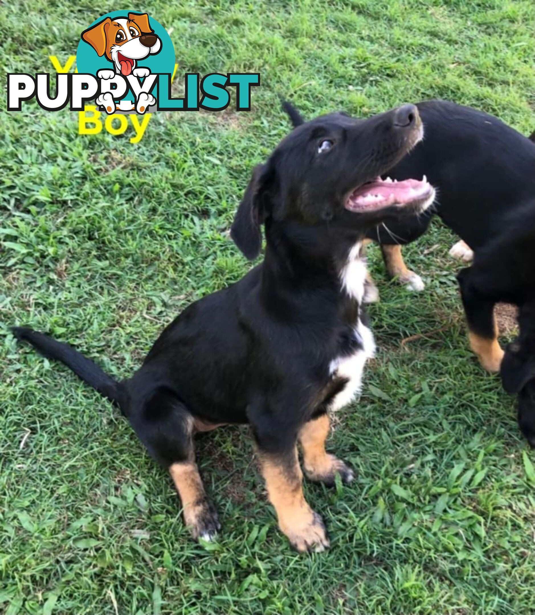 Border Collie x German Shepherd (Shollie) Puppy!